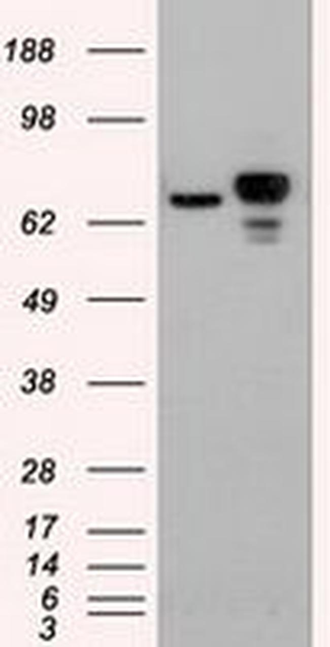 Beta-catenin Antibody in Western Blot (WB)