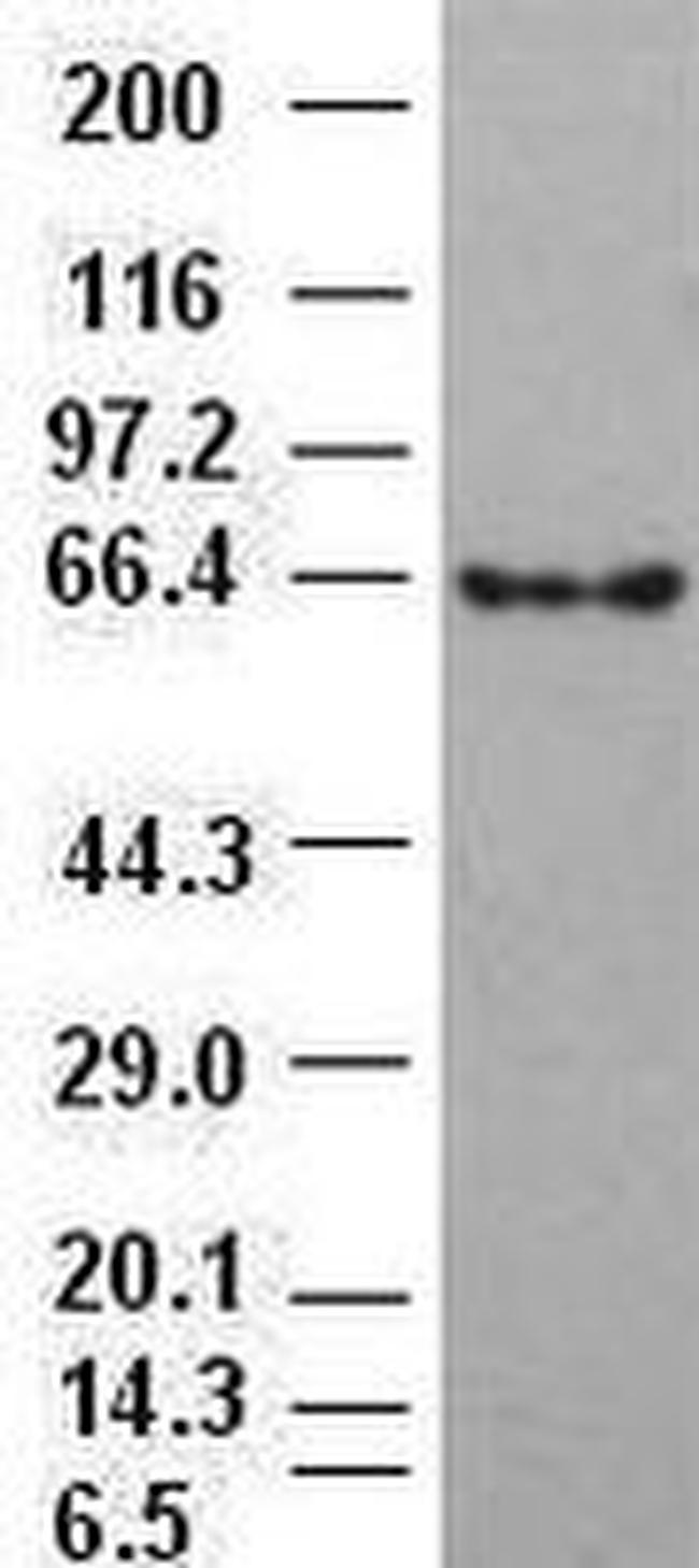 Beta-catenin Antibody in Western Blot (WB)