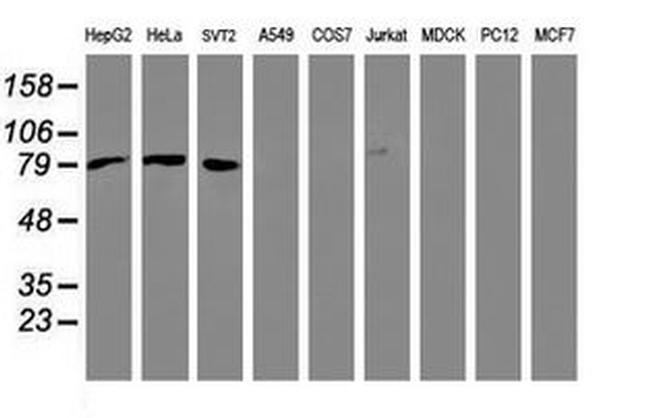 Beta-catenin Antibody in Western Blot (WB)