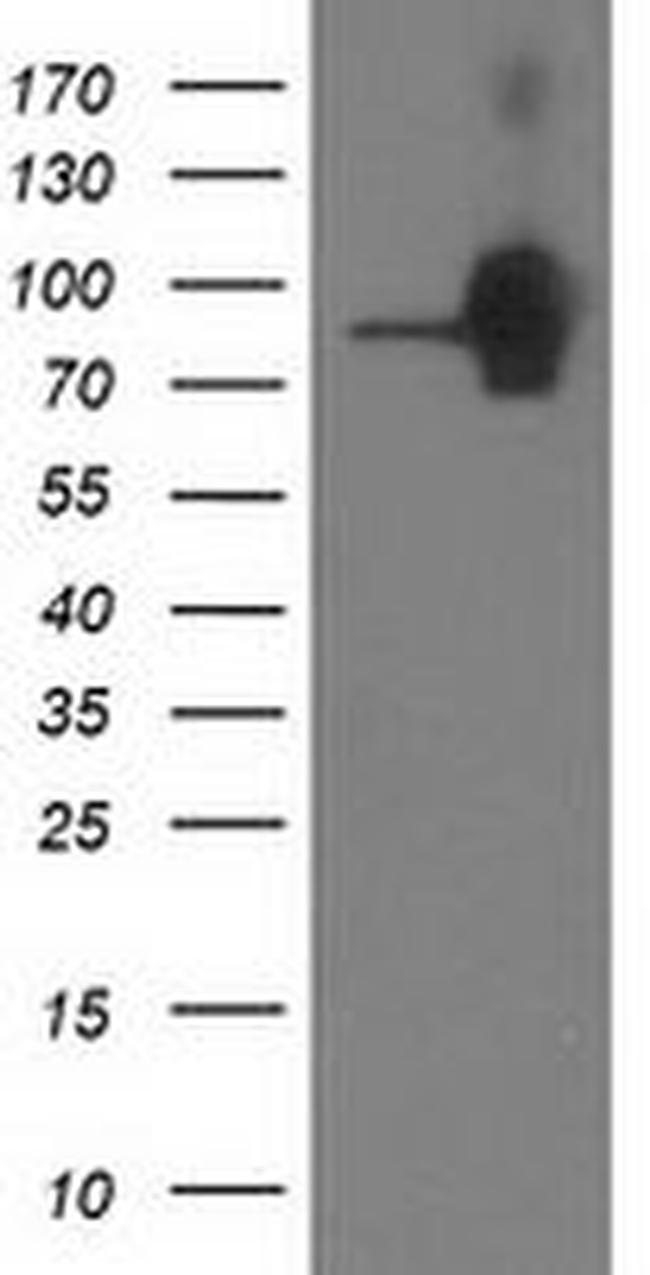 Beta-catenin Antibody in Western Blot (WB)