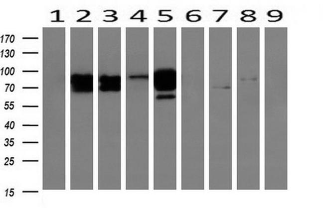 Beta-catenin Antibody in Western Blot (WB)