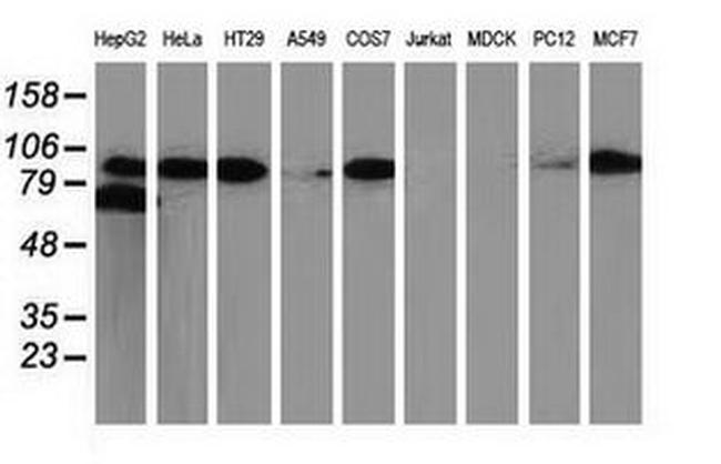 Beta-catenin Antibody in Western Blot (WB)