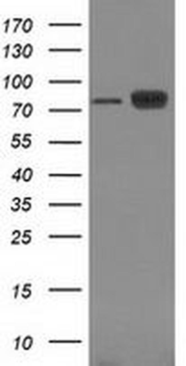 Beta-catenin Antibody in Western Blot (WB)