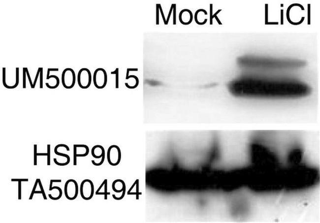 Beta-catenin Antibody in Western Blot (WB)