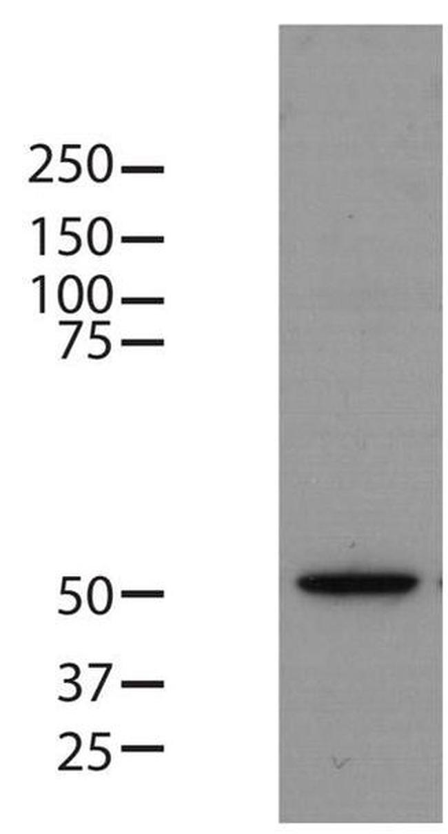 beta Tubulin Loading Control Antibody in Western Blot (WB)