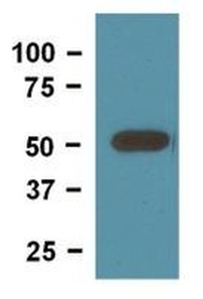 beta Tubulin Loading Control Antibody in Western Blot (WB)