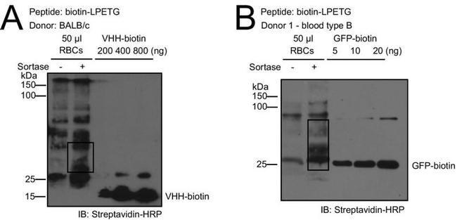 Biotin Antibody in Western Blot (WB)