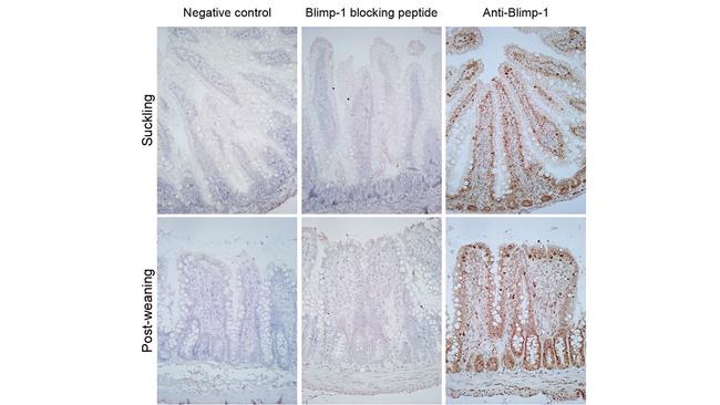 Blimp-1 Antibody in Immunohistochemistry (Paraffin) (IHC (P))