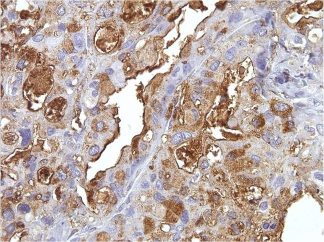 Blood Group B Antigen Antibody in Immunohistochemistry (Paraffin) (IHC (P))