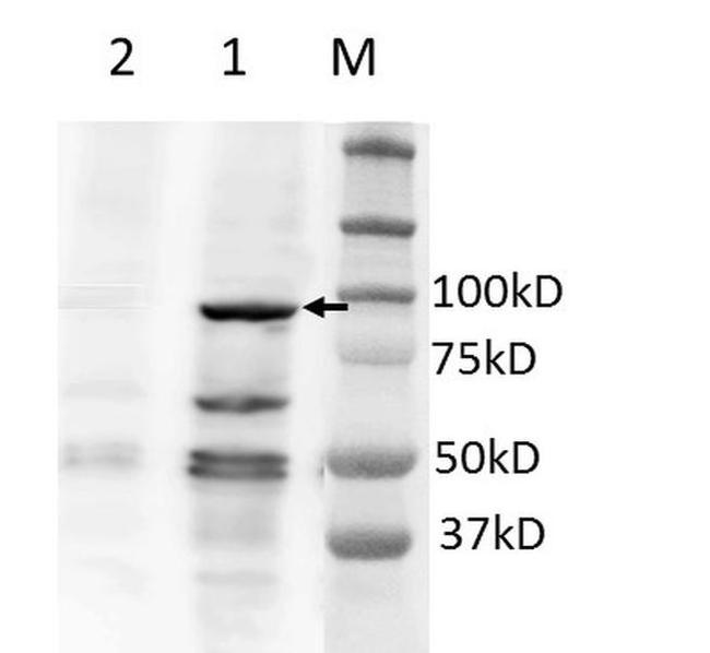 BRD2 Antibody in Western Blot (WB)