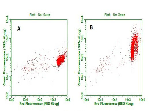 BrdU Antibody in Flow Cytometry (Flow)