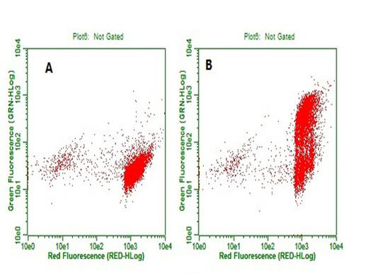 BrdU Antibody in Flow Cytometry (Flow)