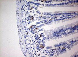 BrdU Antibody in Immunohistochemistry (Paraffin) (IHC (P))