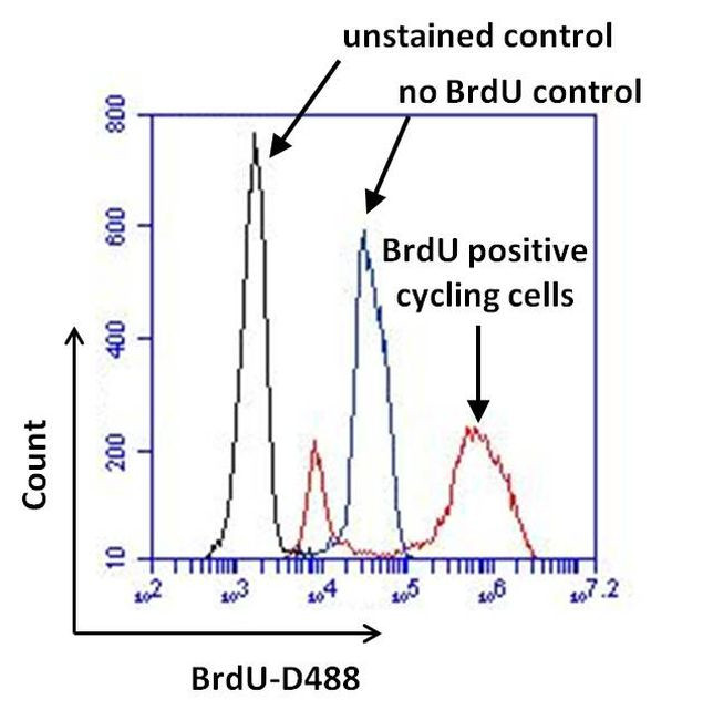 BrdU Antibody in Flow Cytometry (Flow)