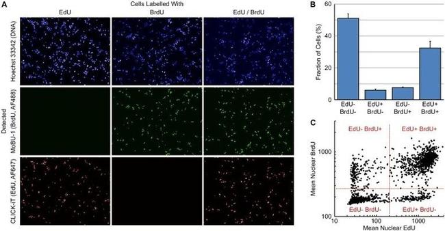 BrdU Antibody in Immunocytochemistry, Flow Cytometry (ICC/IF, Flow)