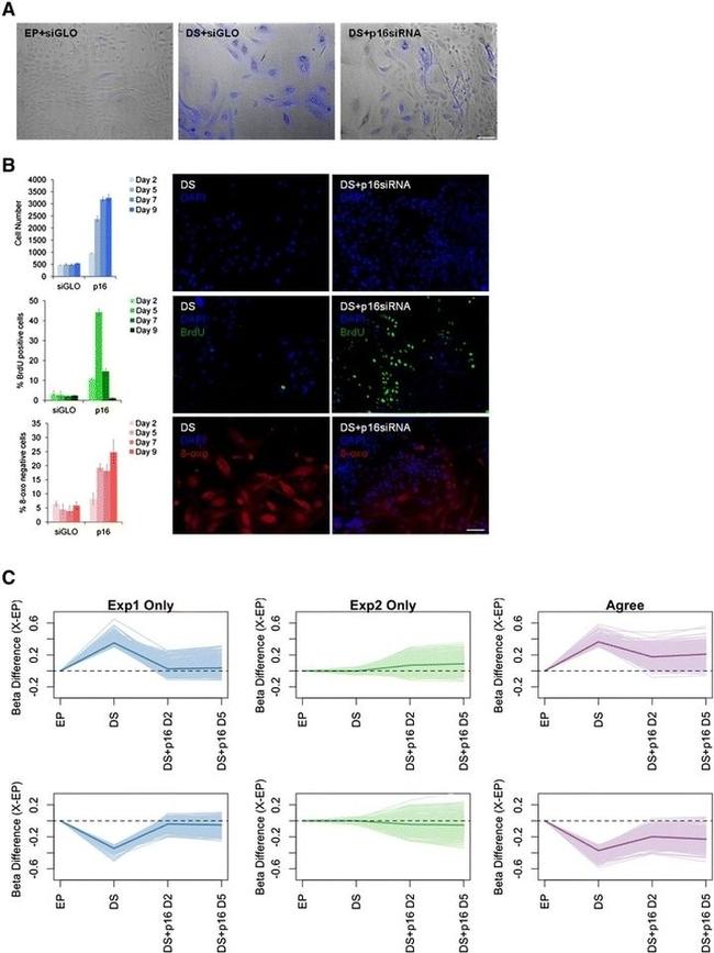 BrdU Antibody in Immunocytochemistry (ICC/IF)