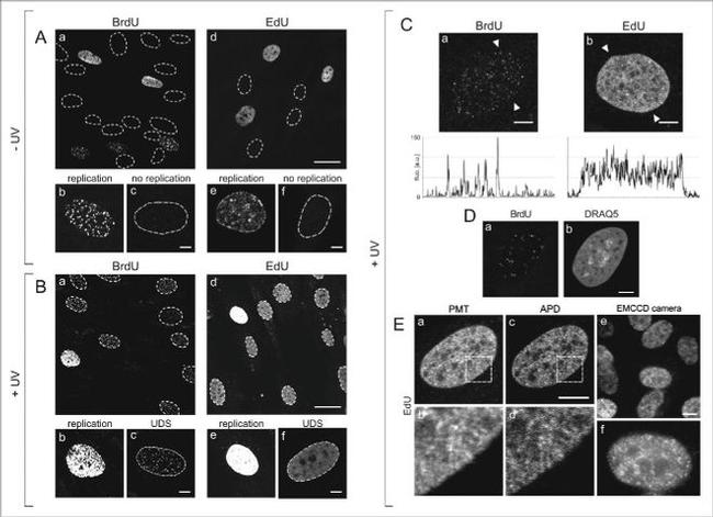 BrdU Antibody in Immunocytochemistry (ICC/IF)