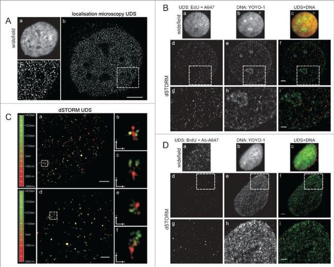 BrdU Antibody in Immunocytochemistry (ICC/IF)