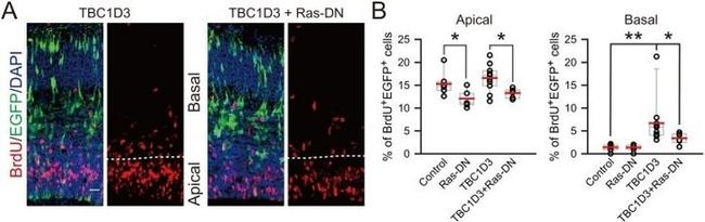 BrdU Antibody in Immunohistochemistry (Frozen) (IHC (F))