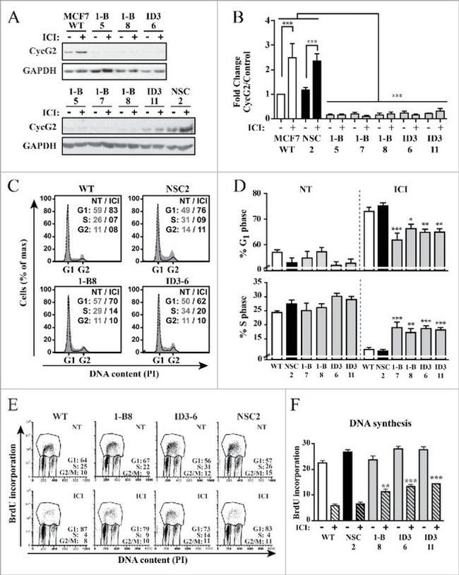 BrdU Antibody in Flow Cytometry (Flow)