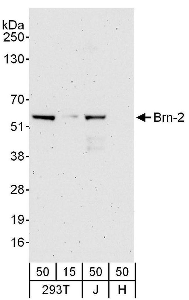 Brn-2 Antibody in Western Blot (WB)