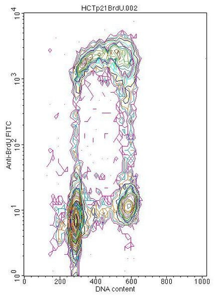 BrdU Antibody in Flow Cytometry (Flow)