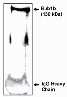 BUBR1 Antibody in Western Blot (WB)