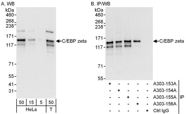 C/EBP zeta Antibody in Western Blot (WB)