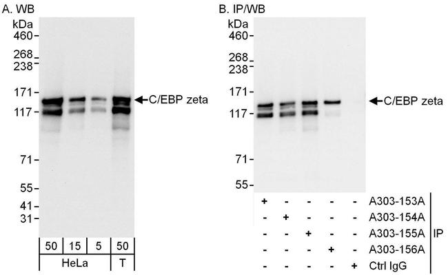 C/EBP zeta Antibody in Western Blot (WB)