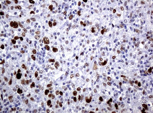 C-Jun Antibody in Immunohistochemistry (Paraffin) (IHC (P))