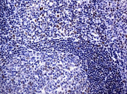 C-Jun Antibody in Immunohistochemistry (Paraffin) (IHC (P))