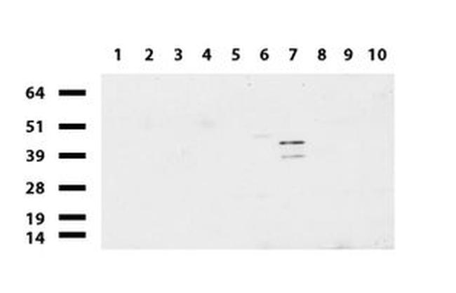 C-Jun Antibody in Western Blot (WB)