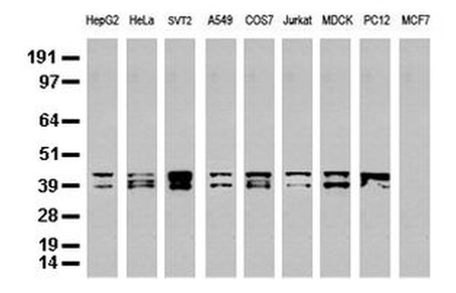 C-Jun Antibody in Western Blot (WB)