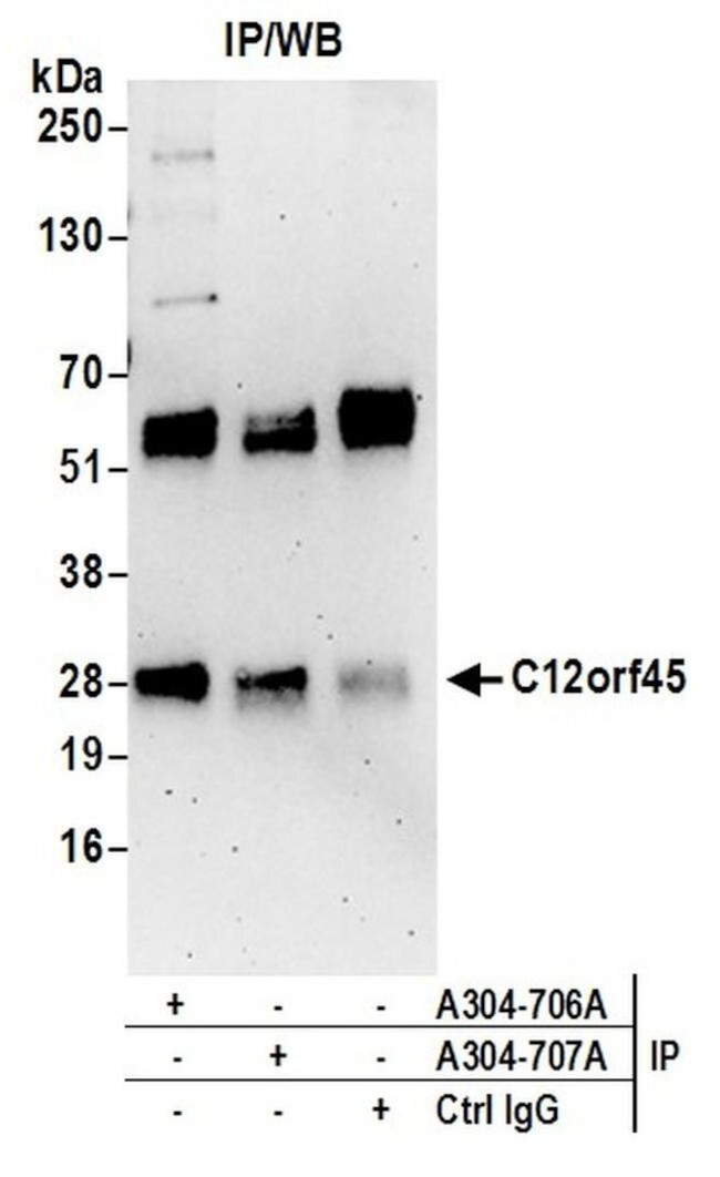 C12orf45 Antibody in Immunoprecipitation (IP)