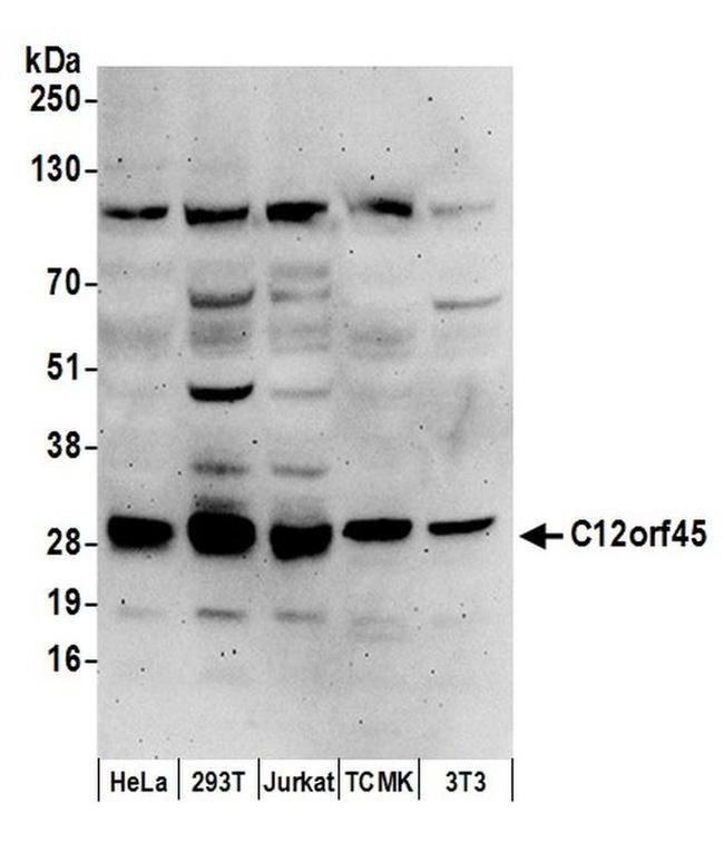 C12orf45 Antibody in Western Blot (WB)