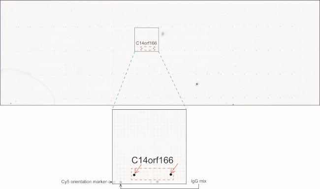 RTRAF Antibody in Peptide array (ARRAY)