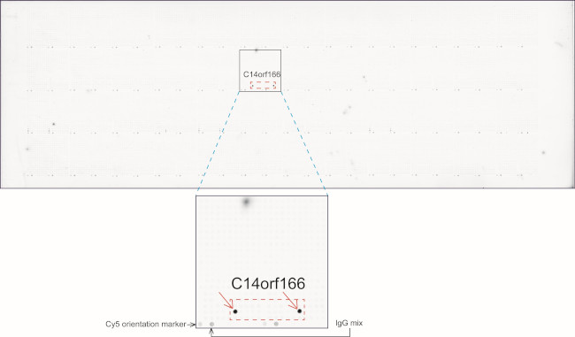 RTRAF Antibody in Peptide array (ARRAY)