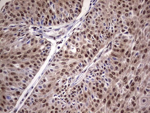 C14orf166 Antibody in Immunohistochemistry (Paraffin) (IHC (P))