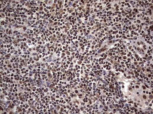 C14orf166 Antibody in Immunohistochemistry (Paraffin) (IHC (P))