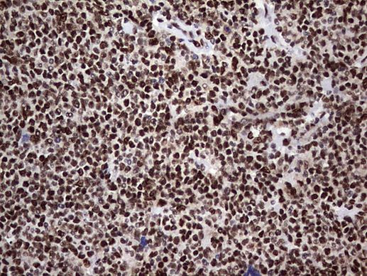 RTRAF Antibody in Immunohistochemistry (Paraffin) (IHC (P))