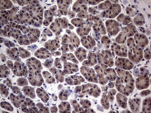 RTRAF Antibody in Immunohistochemistry (Paraffin) (IHC (P))