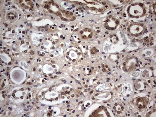 C14orf166 Antibody in Immunohistochemistry (Paraffin) (IHC (P))