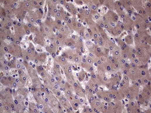 C14orf166 Antibody in Immunohistochemistry (Paraffin) (IHC (P))