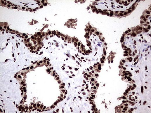 RTRAF Antibody in Immunohistochemistry (Paraffin) (IHC (P))