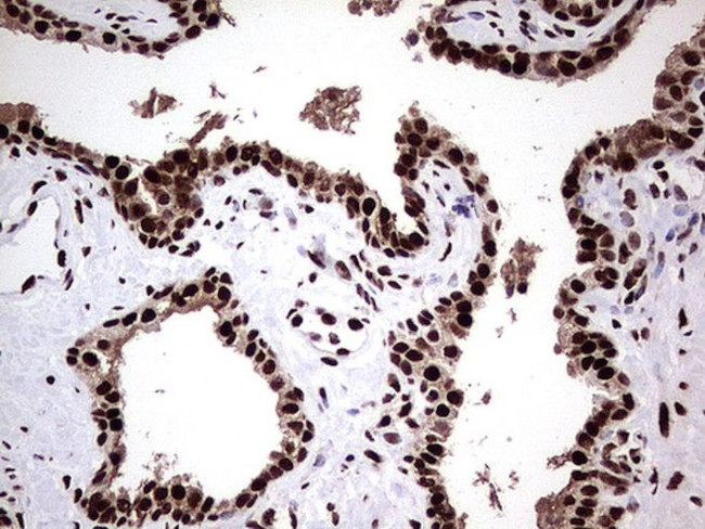 RTRAF Antibody in Immunohistochemistry (Paraffin) (IHC (P))