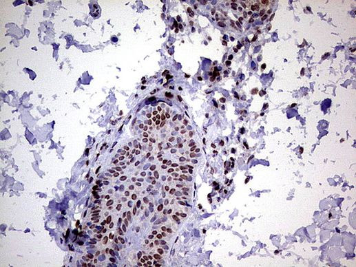 RTRAF Antibody in Immunohistochemistry (Paraffin) (IHC (P))