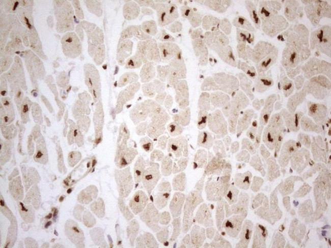 RTRAF Antibody in Immunohistochemistry (Paraffin) (IHC (P))