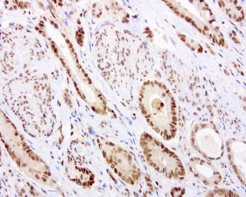 RTRAF Antibody in Immunohistochemistry (Paraffin) (IHC (P))