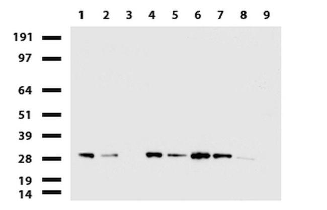 RTRAF Antibody in Western Blot (WB)