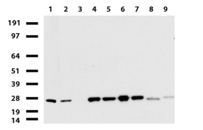 RTRAF Antibody in Western Blot (WB)